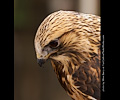 Rough Legged Hawk