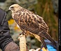 Rough Legged Hawk