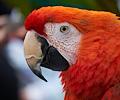 Scarlet Macaw