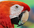 Scarlet Macaw