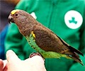 Yellow Headed Amazon Parrot