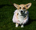 Tour de Corgi 2017