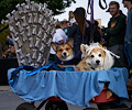 Tour de Corgi 2017
