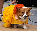 Tour de Corgi 2017