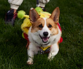 Tour de Corgi 2017