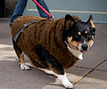 Tour de Corgi 2017
