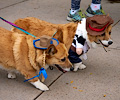 Tour de Corgi 2017