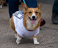 Tour de Corgi 2017