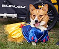 Tour de Corgi
