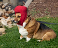 Tour de Corgi