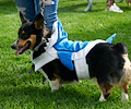 Tour de Corgi