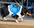 Tour de Corgi