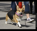 Tour de Corgi