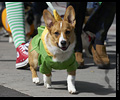 Tour de Corgi