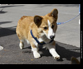 Tour de Corgi