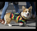 Tour de Corgi