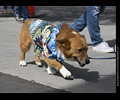 Tour de Corgi