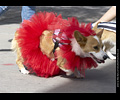 Tour de Corgi