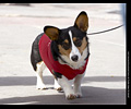 Tour de Corgi
