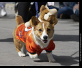 Tour de Corgi