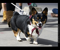 Tour de Corgi
