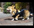 Tour de Corgi