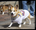Tour de Corgi