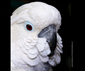 Bath Bird Day 2019