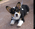 Tour de Corgi
