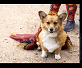 Tour de Corgi