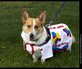 Tour de Corgi
