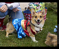 Tour de Corgi