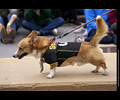 Tour de Corgi