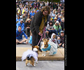 Tour de Corgi