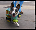 Tour de Corgi