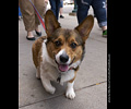 Tour de Corgi
