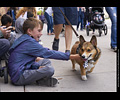 Tour de Corgi