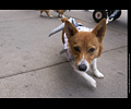Tour de Corgi
