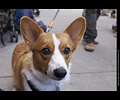 Tour de Corgi