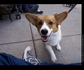 Tour de Corgi