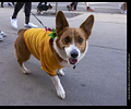 Tour de Corgi