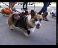 Tour de Corgi