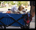 Tour de Corgi