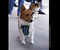 Tour de Corgi
