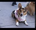 Tour de Corgi