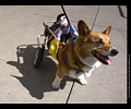 Tour de Corgi