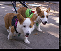 Tour de Corgi