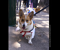 Tour de Corgi