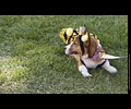 Tour de Corgi