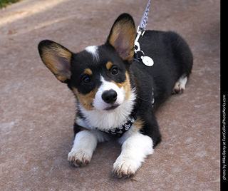 2019-09-28 Tour de Corgi (Pembroke Welsh Corgi)